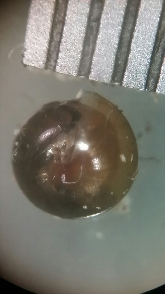 Striated Tightcoil