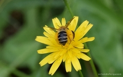 Dasypoda