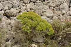 Euphorbia acanthothamnos