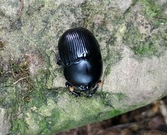 Phelotrupes formosanus