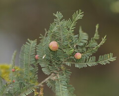 Austroacacidiplosis botrycephalae