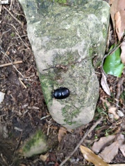 Phelotrupes formosanus