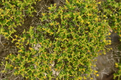 Euphorbia acanthothamnos