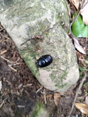 Phelotrupes formosanus