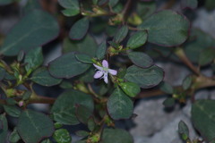 Trianthema portulacastrum