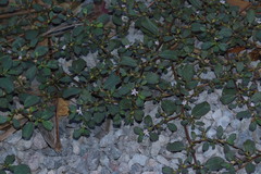 Trianthema portulacastrum