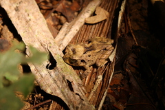 Craugastor megacephalus