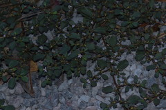 Trianthema portulacastrum