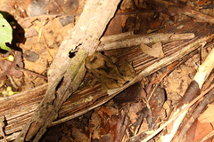 Craugastor megacephalus