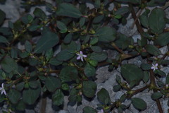 Trianthema portulacastrum