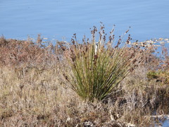 Juncus acutus leopoldii
