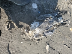 Chroicocephalus philadelphia