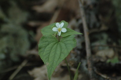 Viola canadensis