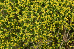 Euphorbia acanthothamnos