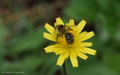 Dasypoda