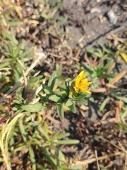 Pectis multiflosculosa