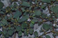 Trianthema portulacastrum
