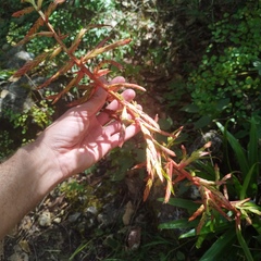 Tillandsia guatemalensis
