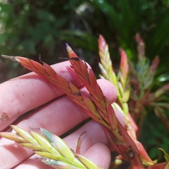 Tillandsia guatemalensis