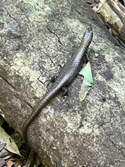 Silvascincus murrayi