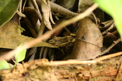 Craugastor polyptychus