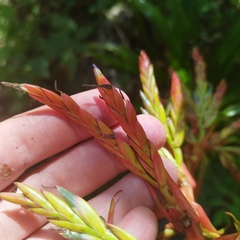 Tillandsia guatemalensis