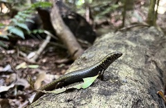 Silvascincus murrayi