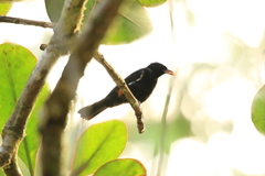 Loriotus luctuosus