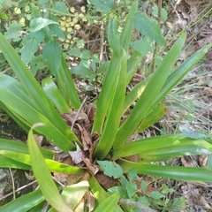 Tillandsia guatemalensis