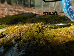 Orthotrichum strangulatum