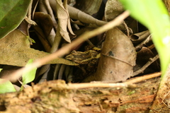 Craugastor polyptychus