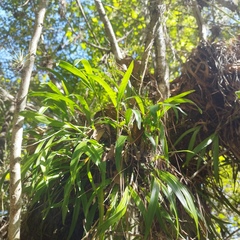 Prosthechea ochracea