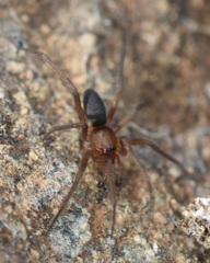 Mesiotelus