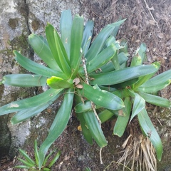 Agave chiapensis