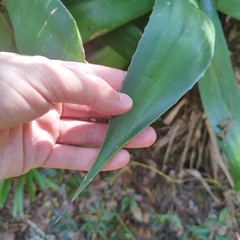 Agave chiapensis