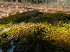 Orthotrichum strangulatum