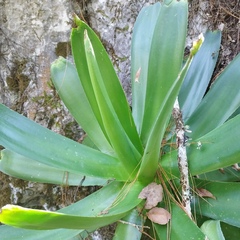 Agave chiapensis