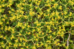 Euphorbia acanthothamnos