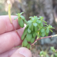 Peperomia leptophylla