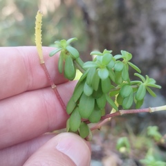 Peperomia leptophylla