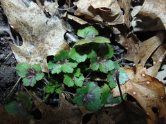 Ranunculus recurvatus