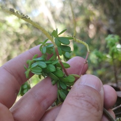 Peperomia leptophylla