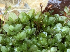 Rhizomnium punctatum