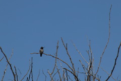 Archilochus alexandri