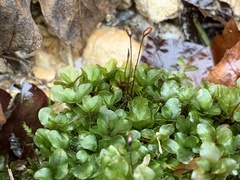 Rhizomnium punctatum
