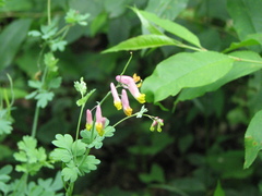 Capnoides sempervirens