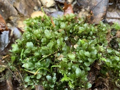 Rhizomnium punctatum