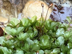 Rhizomnium punctatum