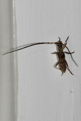 Didymocantha obliqua