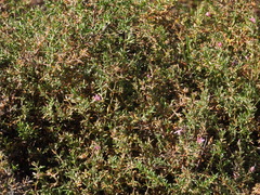 Frankenia salina
